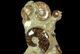 Tall, Aesthetic Cluster Of Polished Ammonite Fossils #117486-3